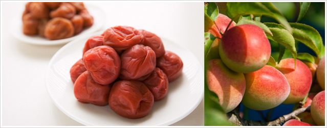 Umeboshi, lasting over a century, may be the mightiest preserves in history