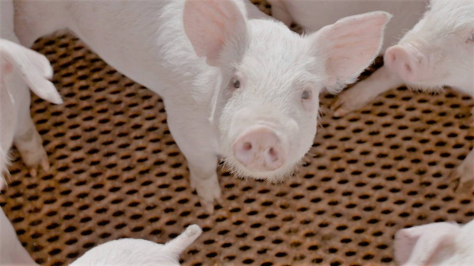 Koibuta Pork & Fermented Feed: Sustainable Flavor Farming