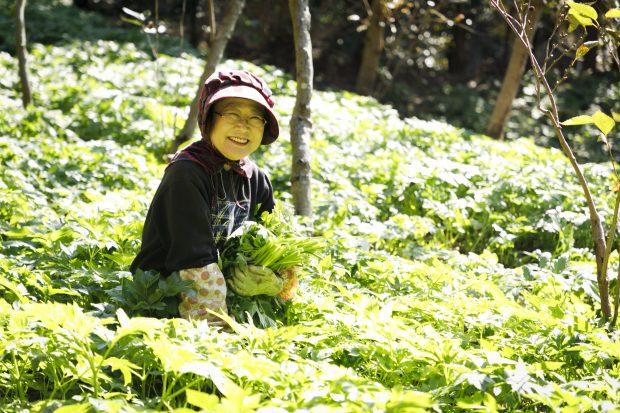 Ashitaba: Japan’s Resilient Herb for Flavor and Vitality