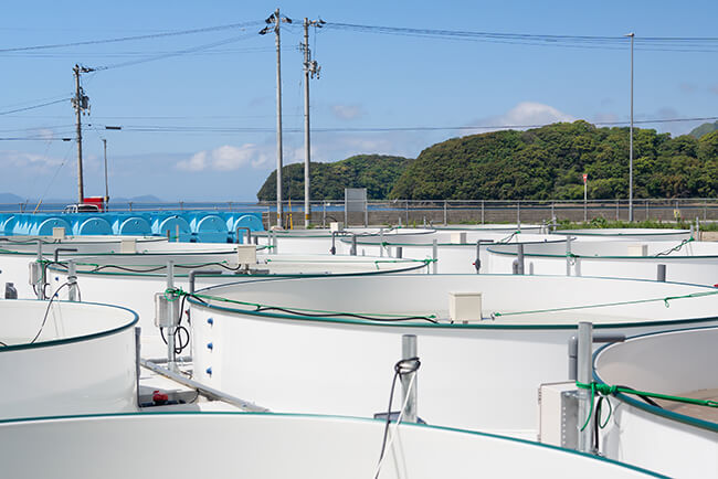 The Land-based Aosa Seaweed Farming R&D Center 